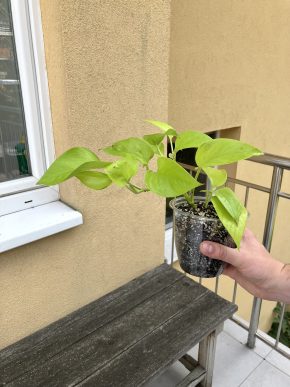 Epipremnum neon