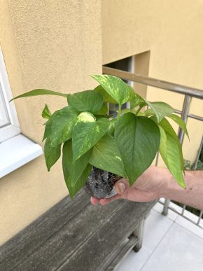 Epipremnum aureum