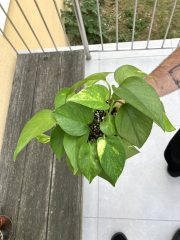 IMG_9171.jpeg