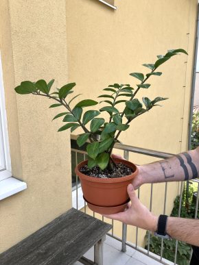 Zamioculcas zamiifolia L