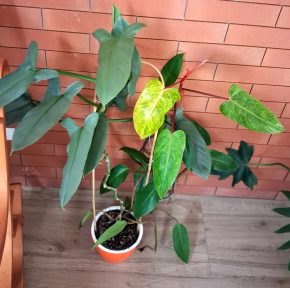 Philodendron hastatum Silver Sword + Painted Lady
