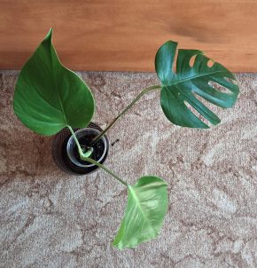 Monstera