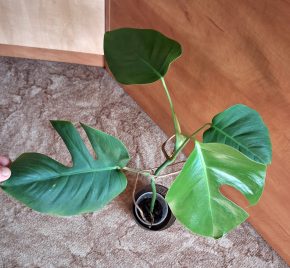 Monstera Deliciosa 3