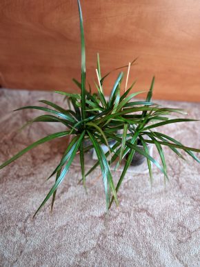 Dracena marginata