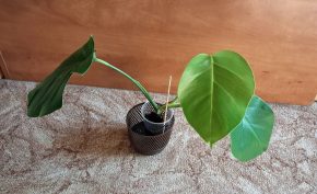 Monstera deliciosa 1