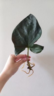 Syngonium Erythrophyllum 'Red Arrow