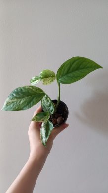 Epipremnum pinnatum marble