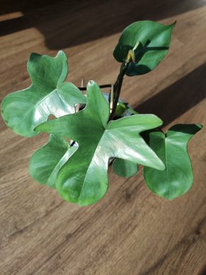 Philodendron pedatum 🌿