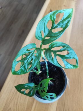 Monstera Adansonii