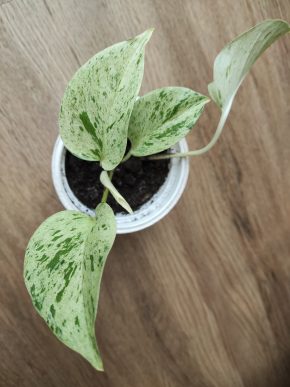Epipremnum Snow Queen