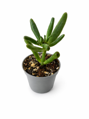 D6B0945C-A94F-45A4-9C53-AB44D27585A3.PNG