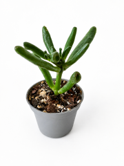 54DA206F-084E-4C08-93DF-C03B058BA3DB.PNG
