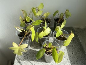 Philodendron Florida Ghost