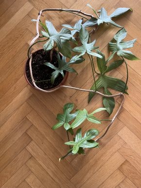 Philodendron Florida Ghost