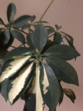 Šeflera variegata - velky řizek