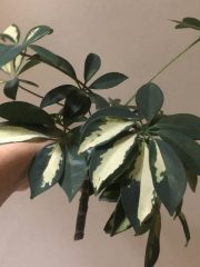 IMG_4688.jpeg