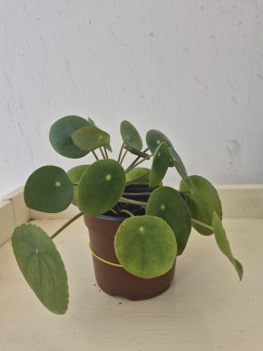 Pilea peperomioides