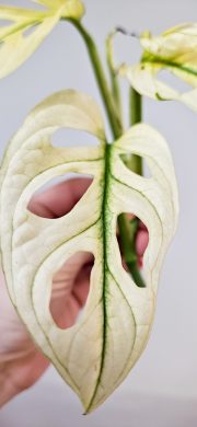 Monstera adansonii Archipelago Ghost raritka