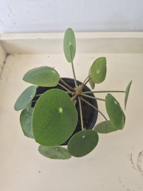 Pilea peperomioides