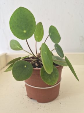 Pilea peperomioides