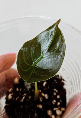 Alocasia red secret
