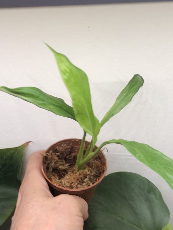 IMG_4662.jpeg