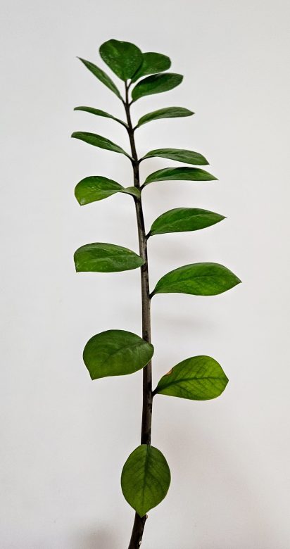 1000134416.jpg