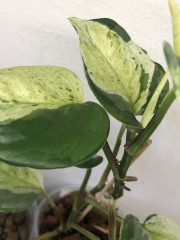IMG_4659.jpeg