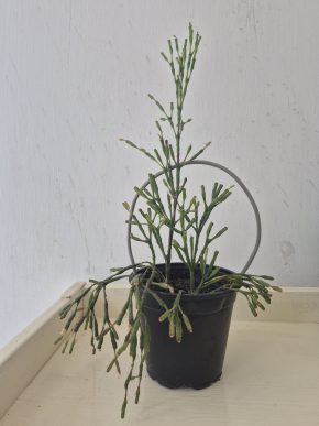 Hatiora