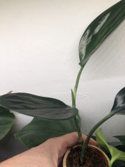 IMG_4655.jpeg