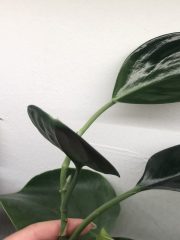IMG_4657.jpeg