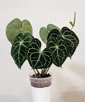 Anthurium clarinervium