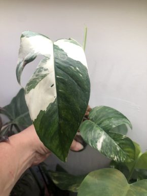 Epipremnum Pinnatum Albo variegata - vedši rostlina