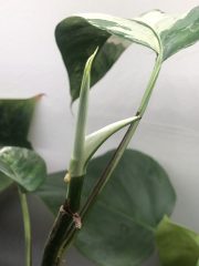 IMG_4650.jpeg