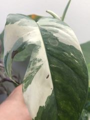 IMG_4652.jpeg