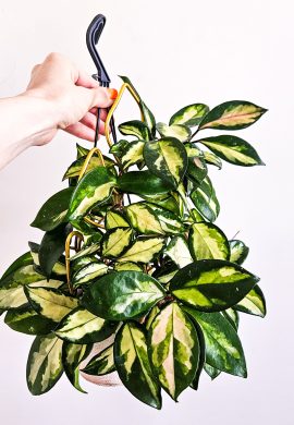 Hoya tricolor