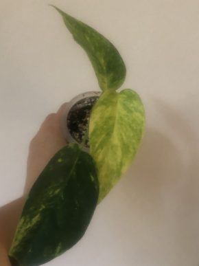 Epipremnum Cintho Goldfinger - rostlina