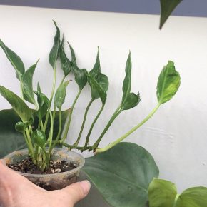 Epipremnum Aurem Shangri La / Godzila - vedši rostlina