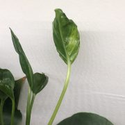 IMG_4646.jpeg
