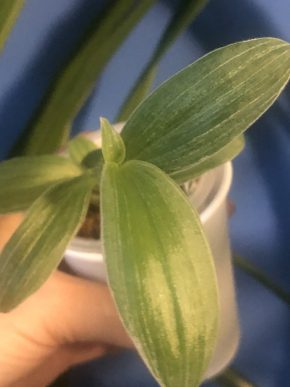 Tradescantia Jara - čerstvý řizek