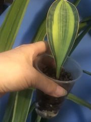 IMG_4627.jpeg