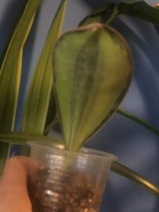 IMG_4629.jpeg