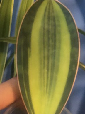 Sansevieria variegata