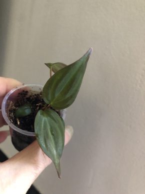 Philodrndron skandens Micans - baby rostlina