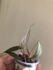 IMG_4623.jpeg