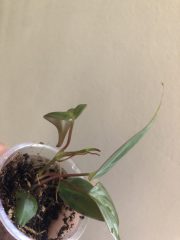 IMG_4624.jpeg