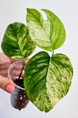 Epipremnum Pinnatum Marble Albo