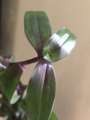 Tradrscantia Serrulata Purple - čerstvý řizek