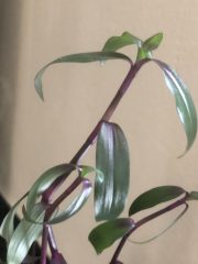 IMG_4614.jpeg