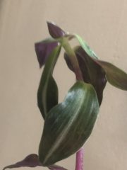 IMG_4611.jpeg
